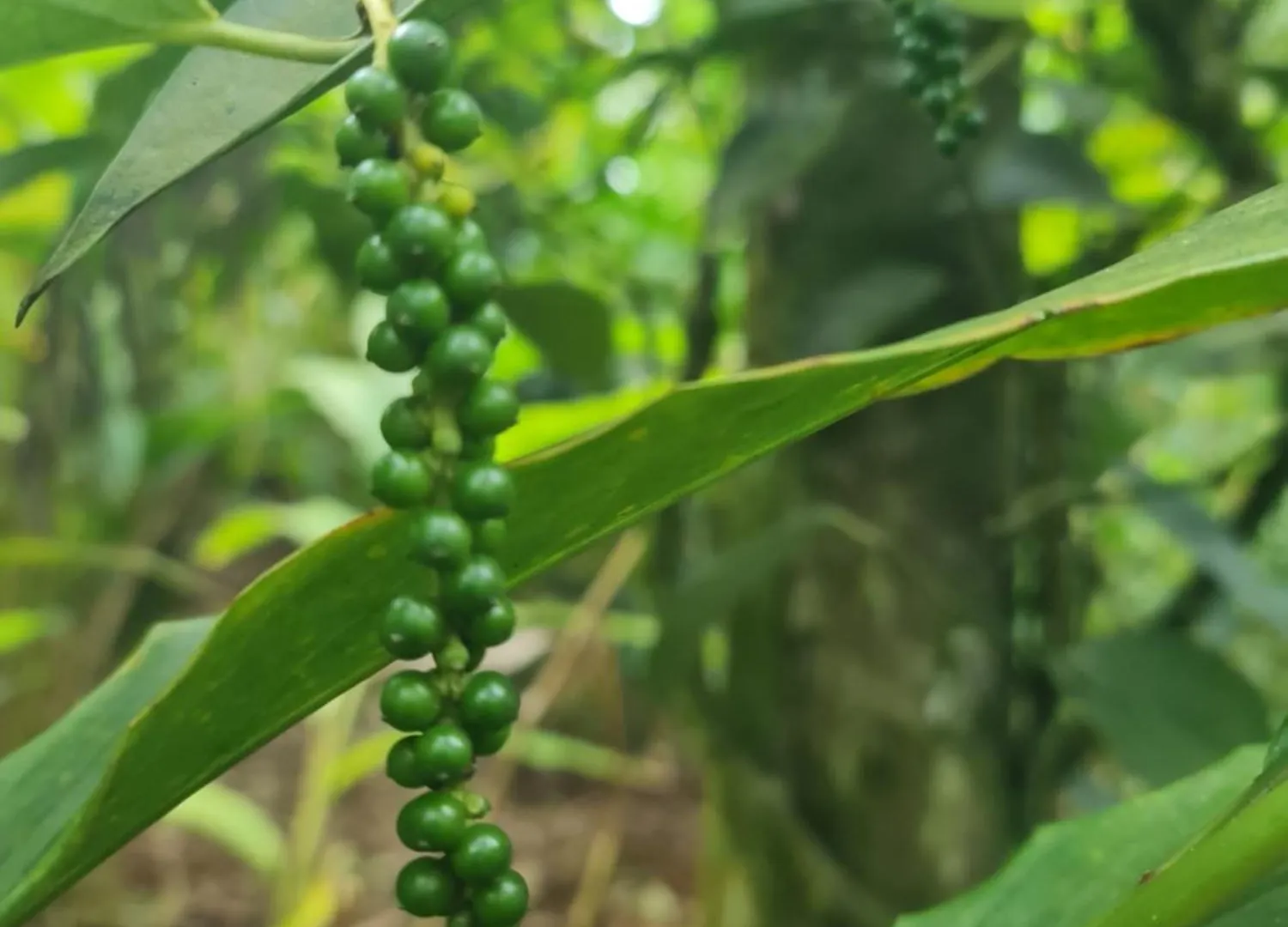 Panthalams Homestay Thekkady